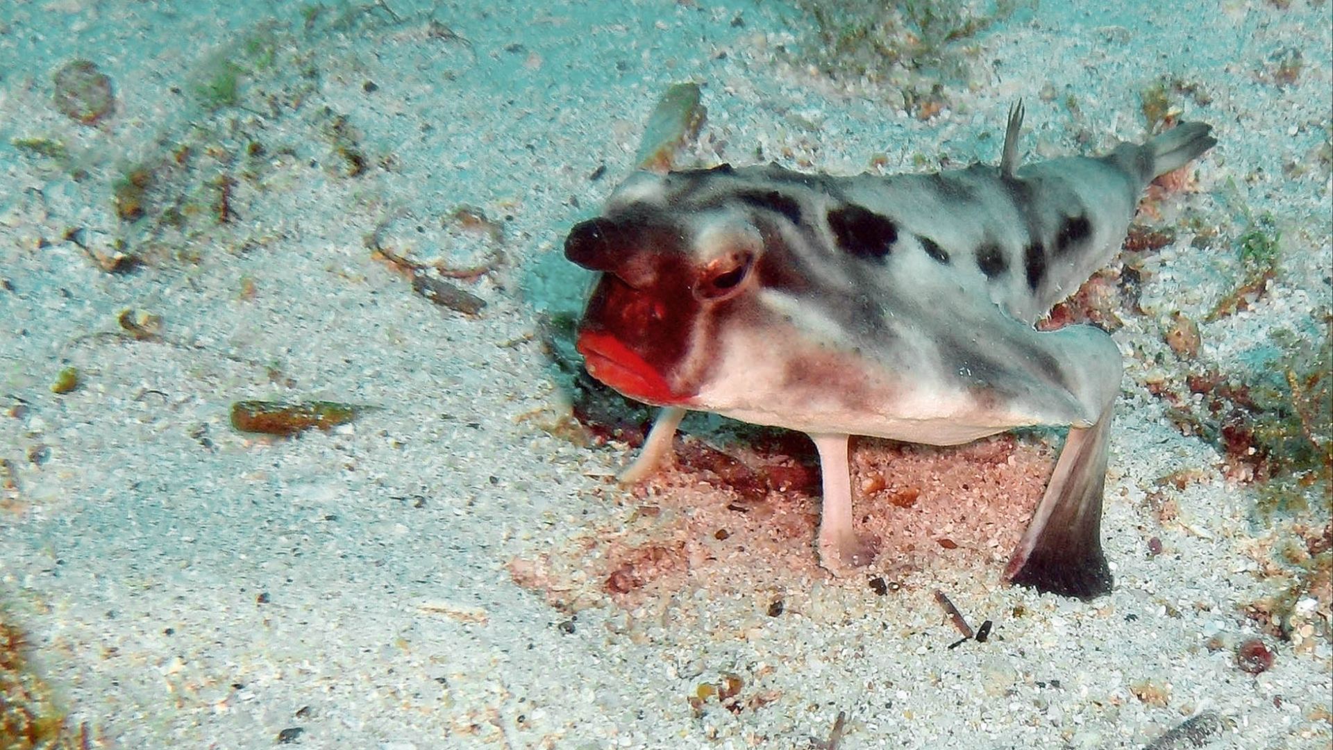 File:Red-lipped Bat fish.jpg