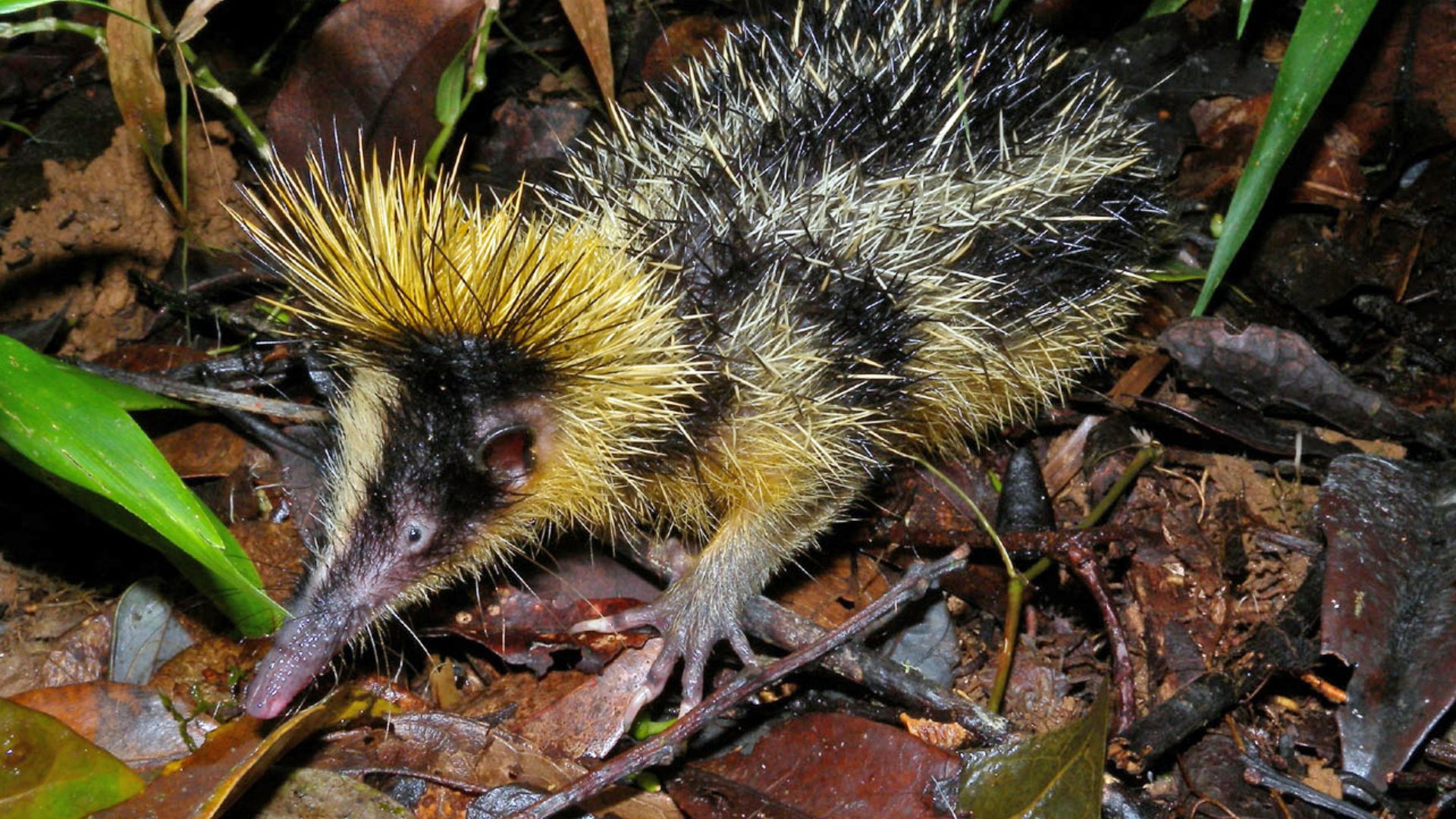 File:Lowland Streaked Tenrec, Mantadia, Madagascar.jpg