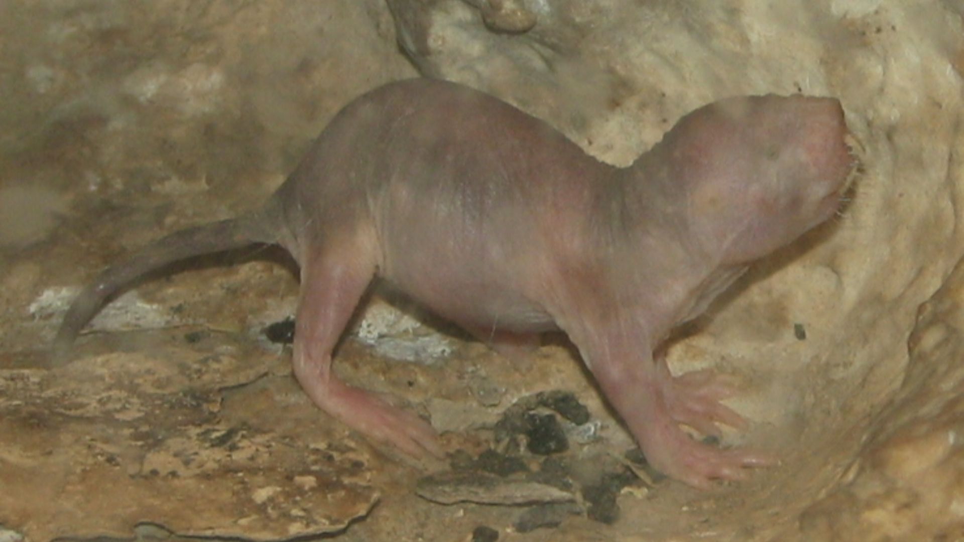 File:Naked Mole rat baby.jpg