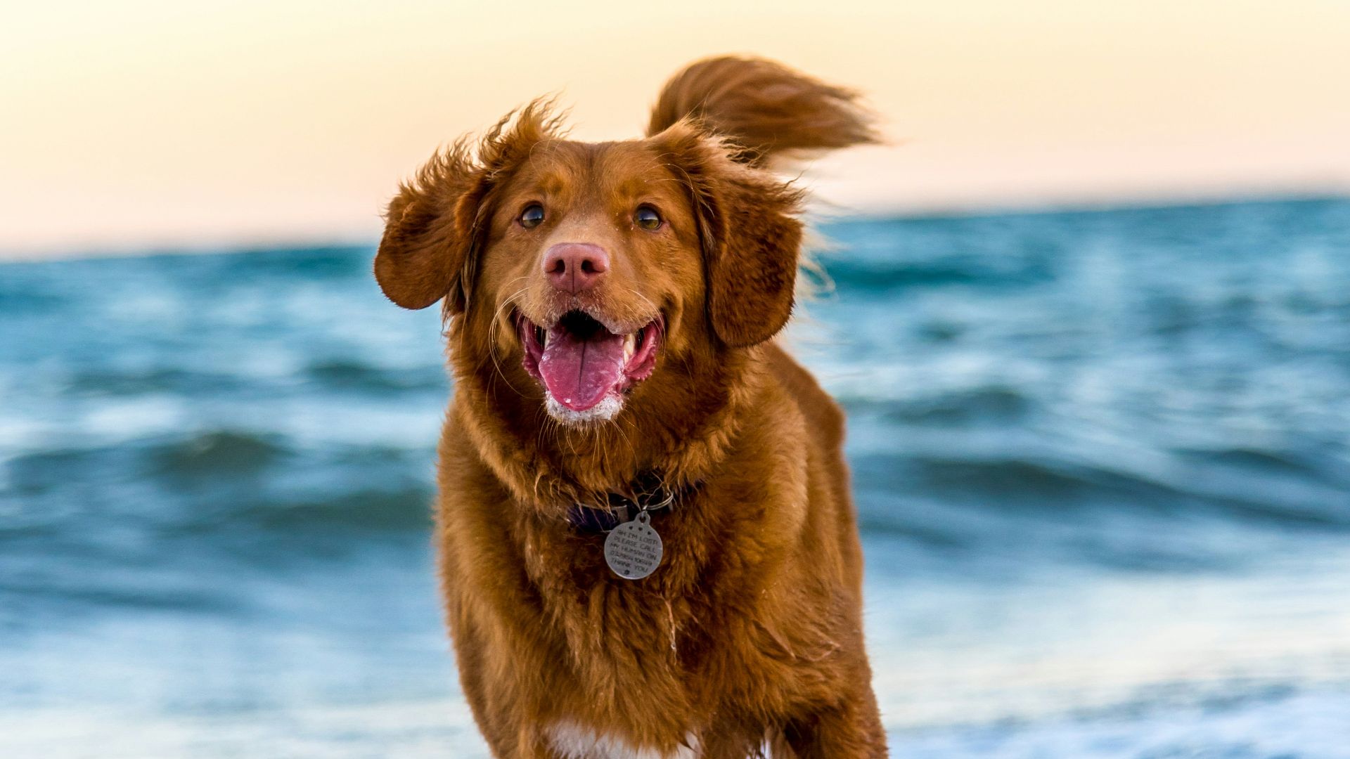 dog running on beach during daytime