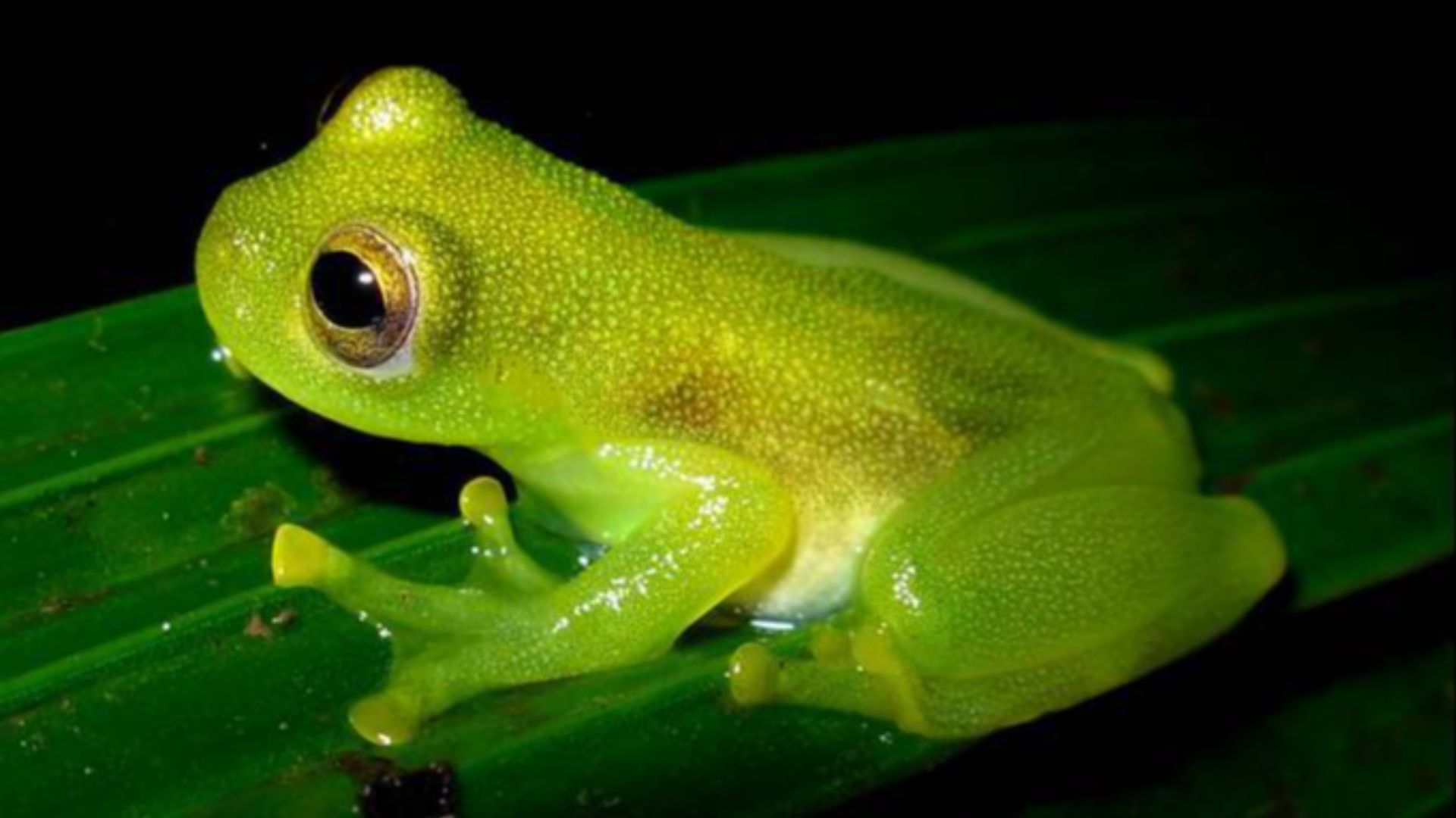 File:Cochranella susatamai03.jpg