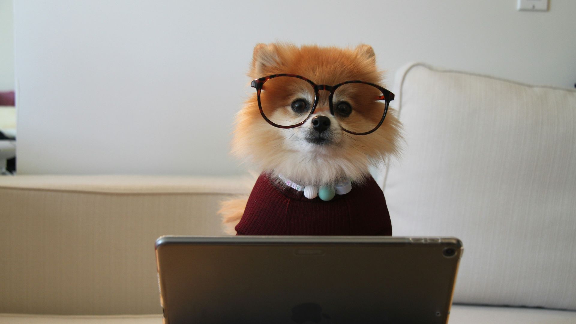 brown and white pomeranian puppy on macbook