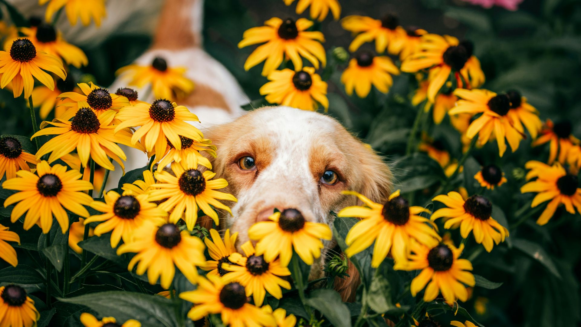 white and brown short coated dog on yellow flower field during daytime