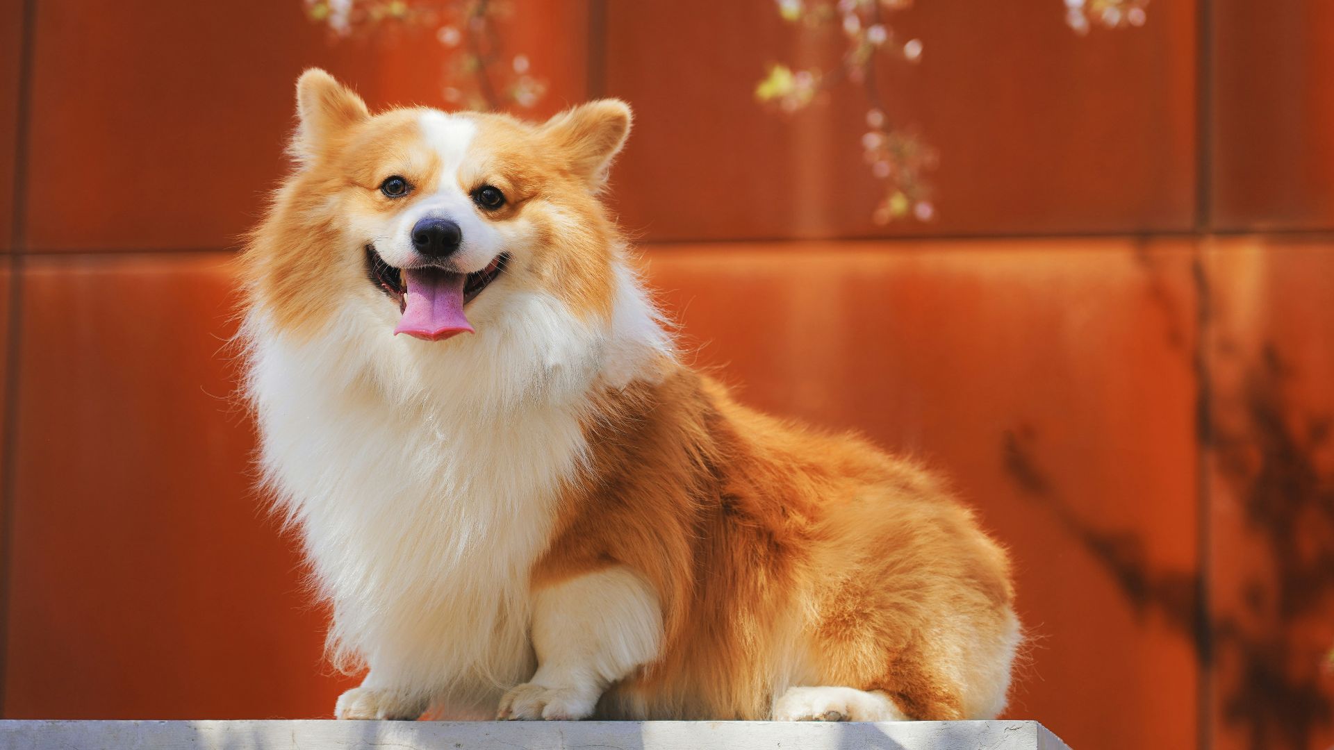 long-coated white and brown dog