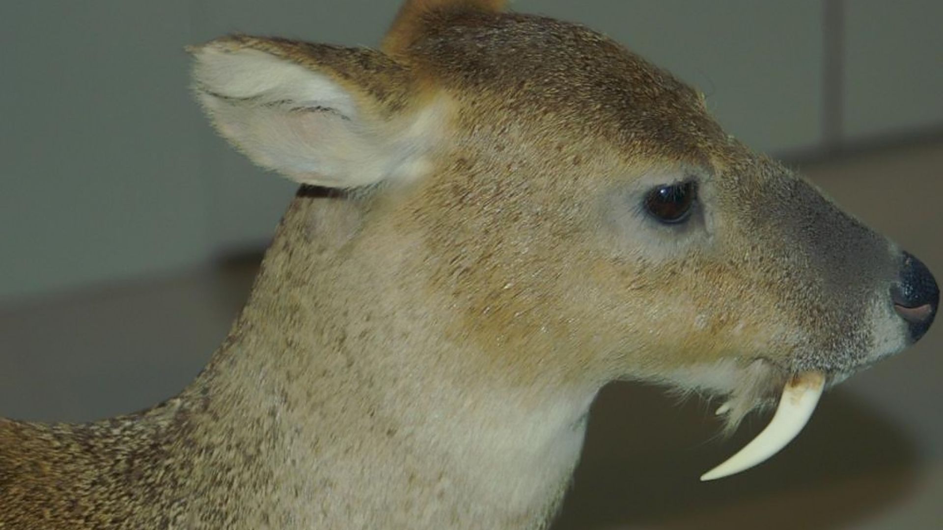 File:Hydropotes inermis 0zz.jpg