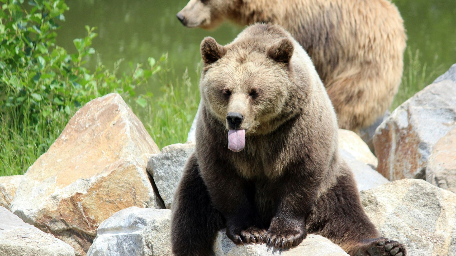 brown bear on green grass during daytime