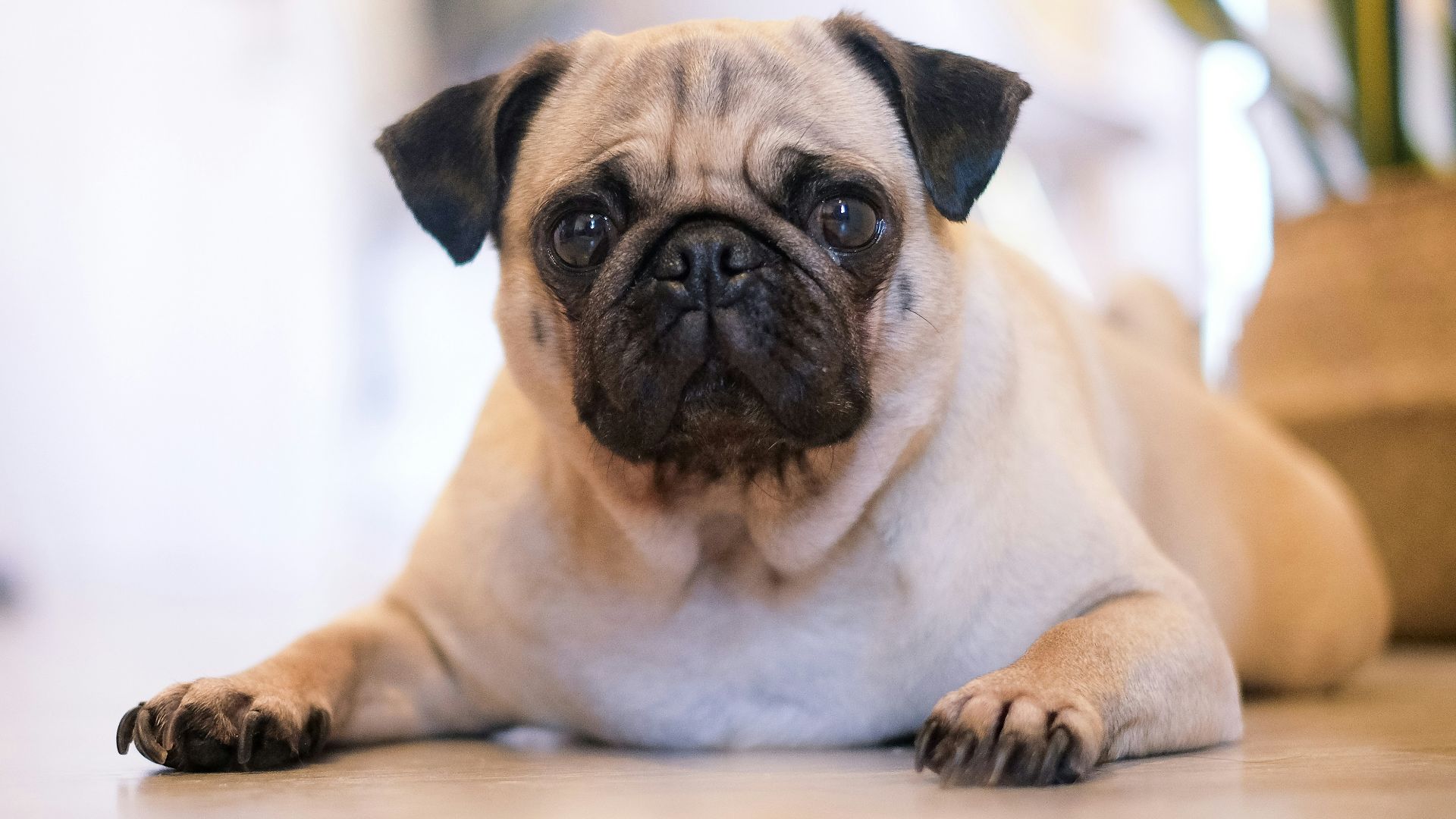 shallow focus photography of fawn pug
