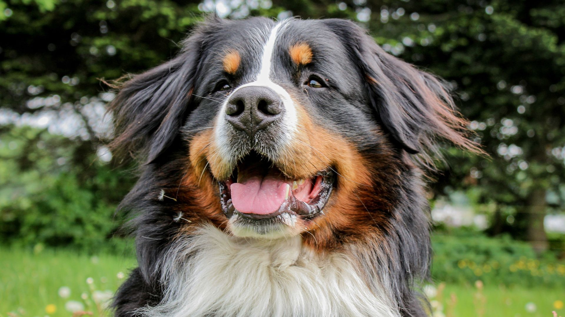 black, brown and white long coated dog