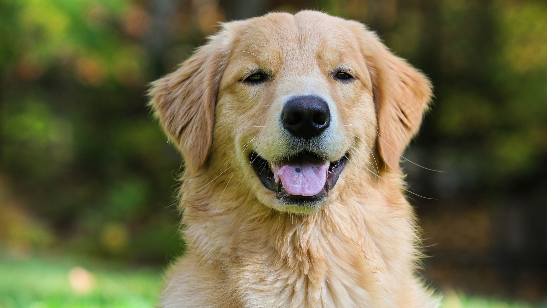 a dog sitting in the grass with its tongue out