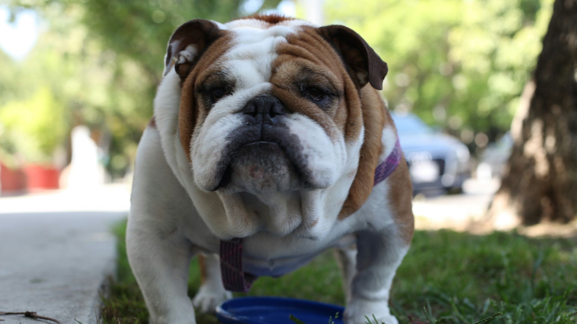 white and brown short coated dog on green grass during daytime