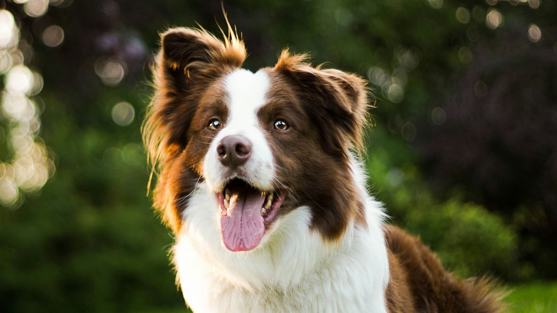 close-up photography of adult brown and white border collie