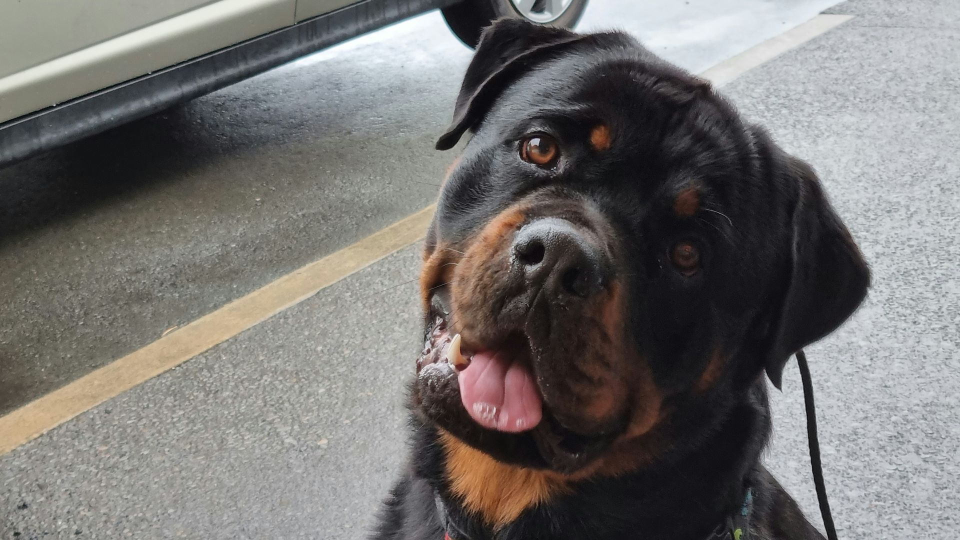 a large black and brown dog sitting next to a car