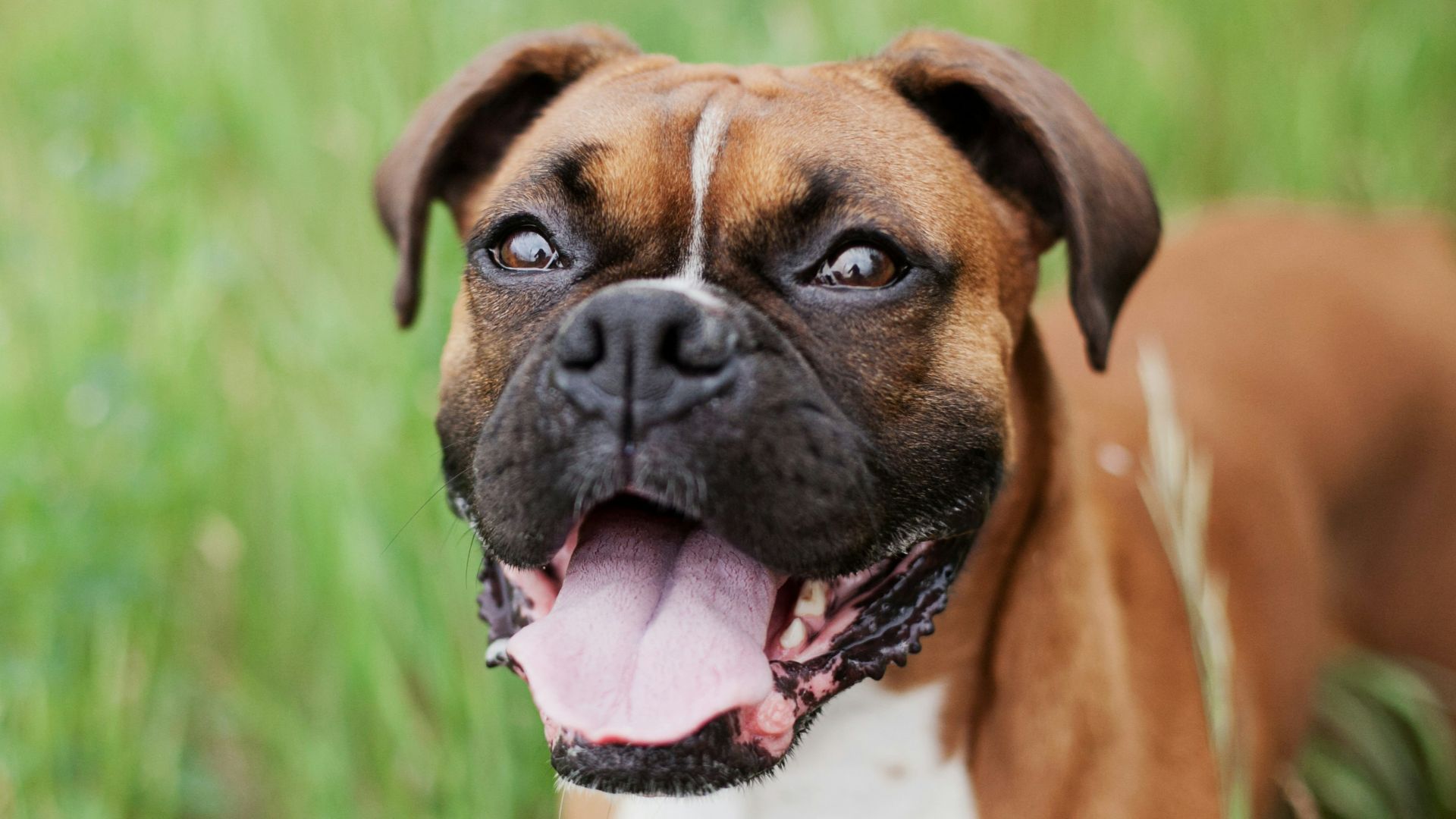 short-coated brown dog on green grass field