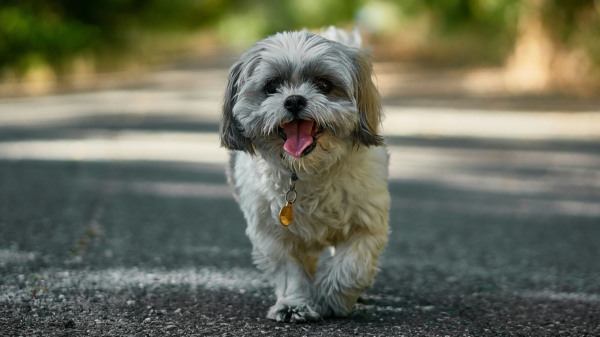 adult white and black Shih Tzu