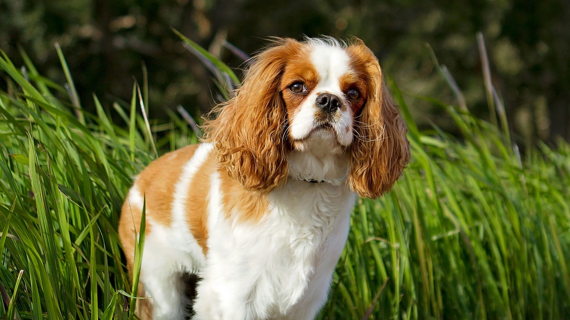 white and brown long coated small dog on green grass during daytime