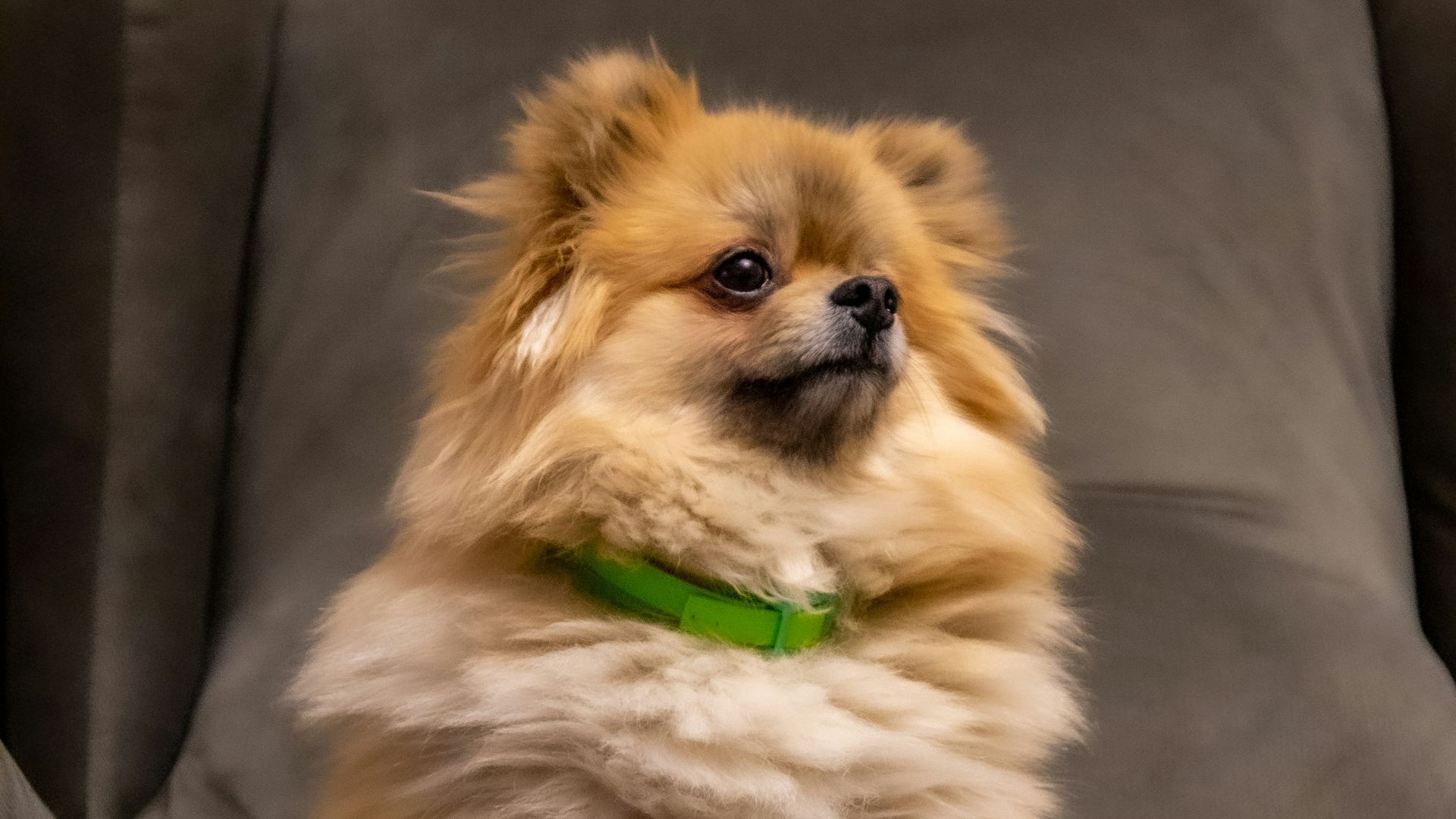 brown Pomeranian on gray chair