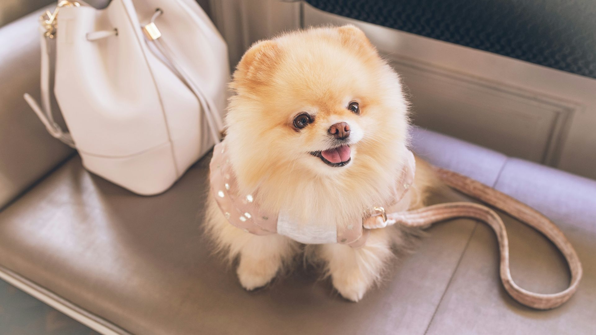 brown pomeranian puppy on white leather tote bag