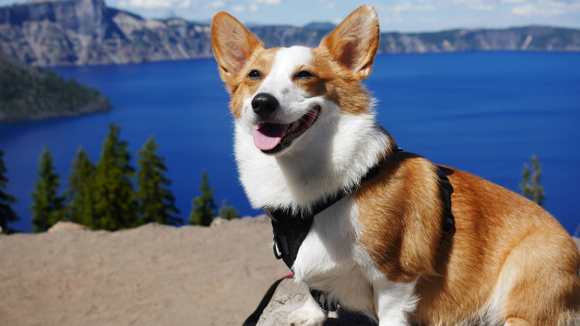 white and brown corgi on gray sand during daytime