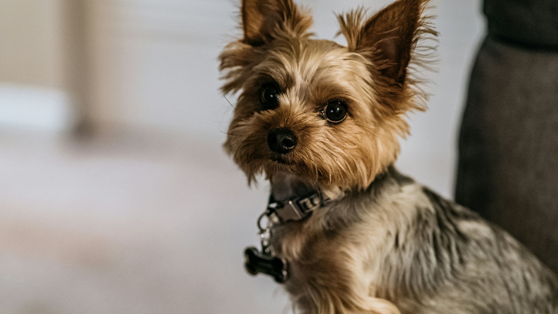 brown and black yorkshire terrier puppy
