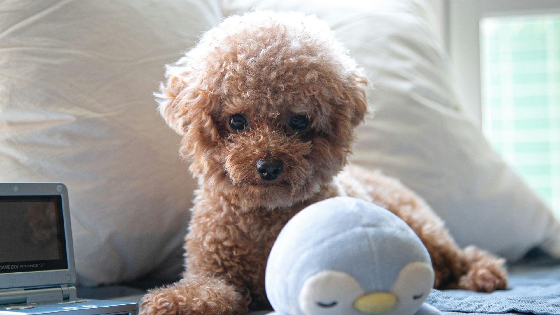 brown toy poodle on bed
