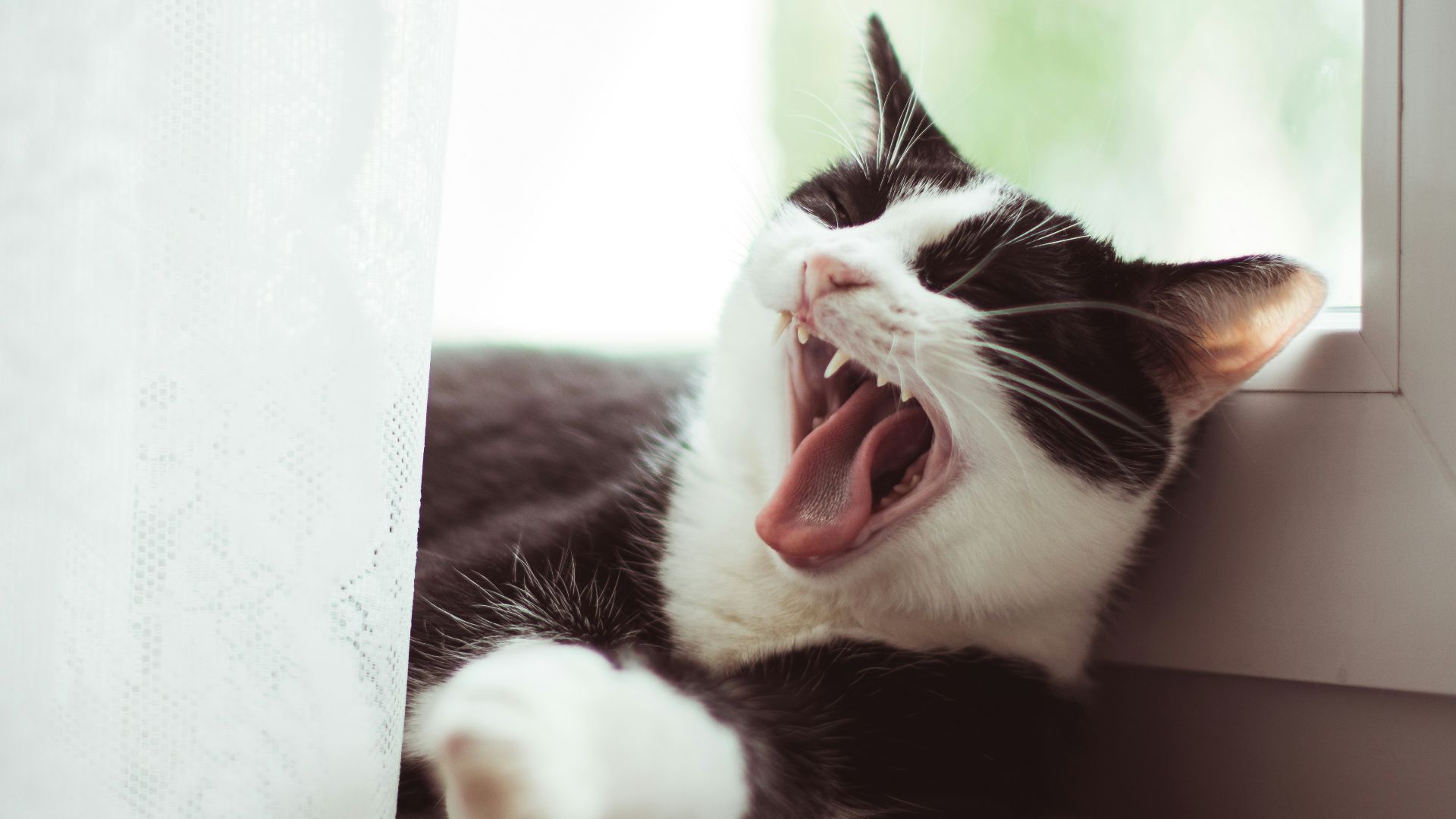 black and white tuxedo cat yawning