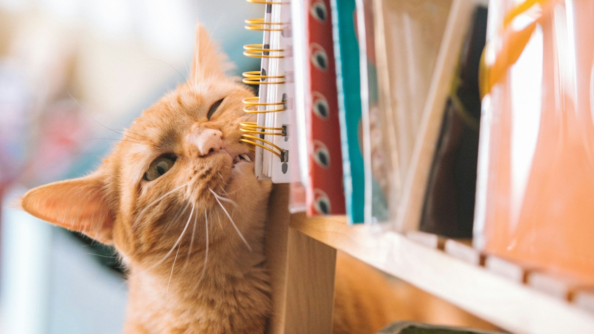orange tabby cat near books selective focus photography