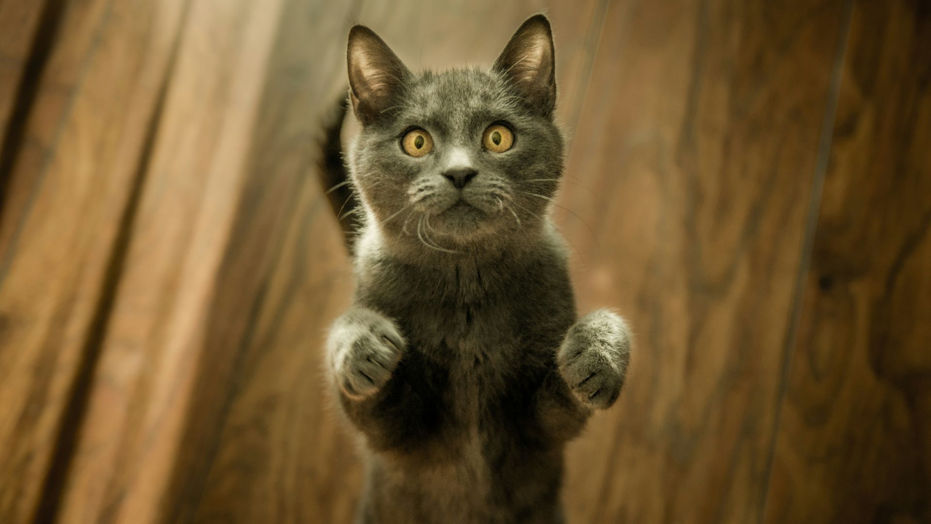 gray cat standing in two feet