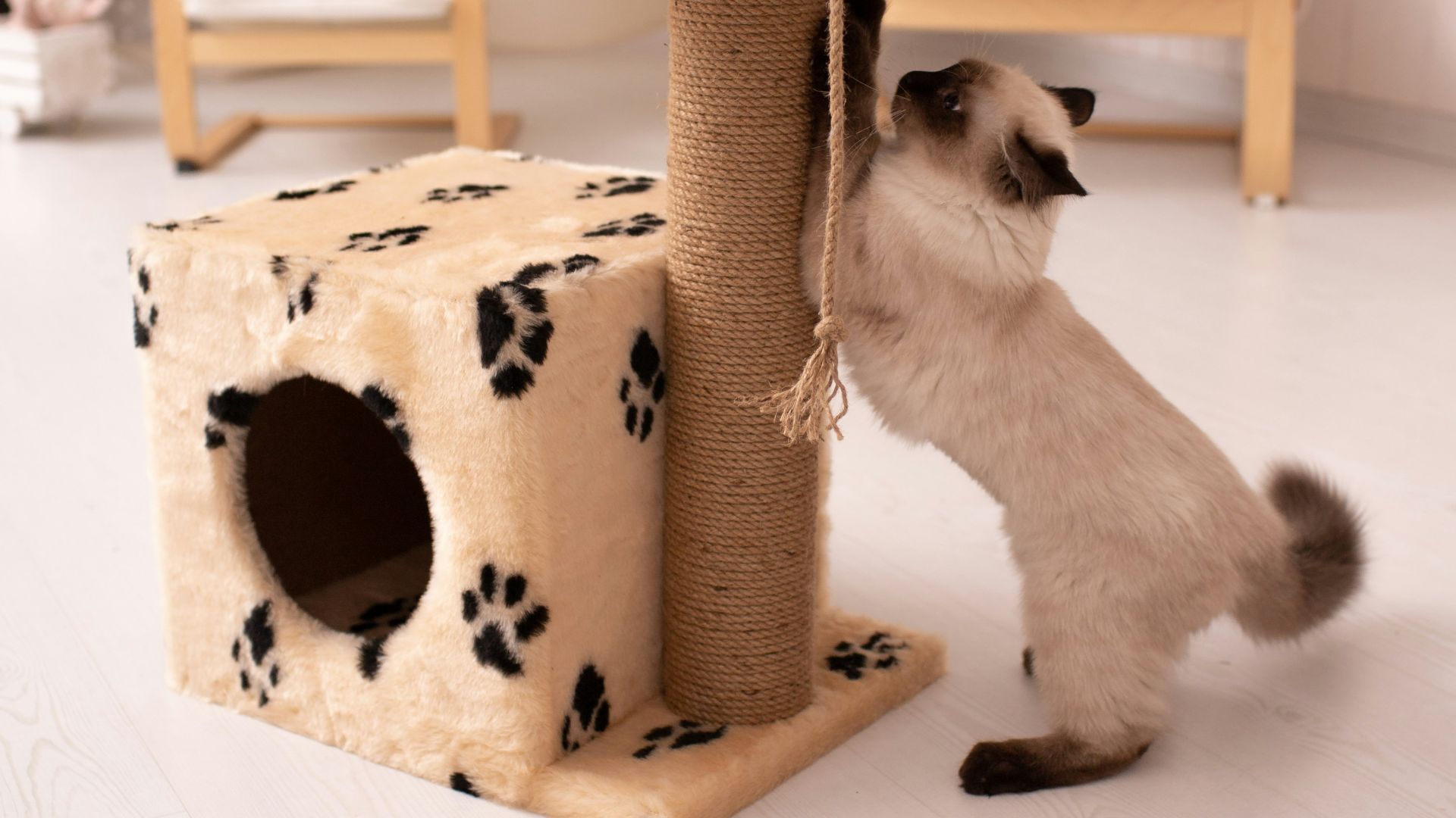 a cat playing with a scratching post in a living room