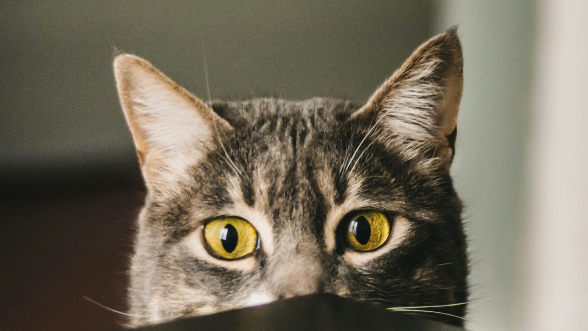 selective focus photography of gray cat peeking at the table
