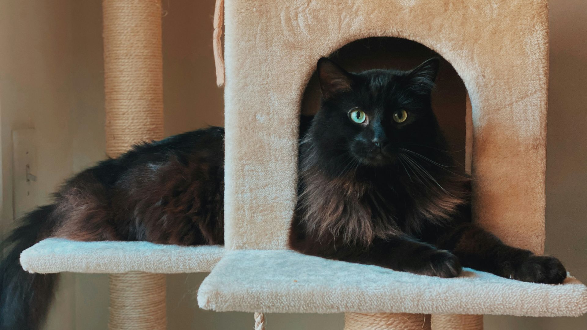 black cat on white cat tree