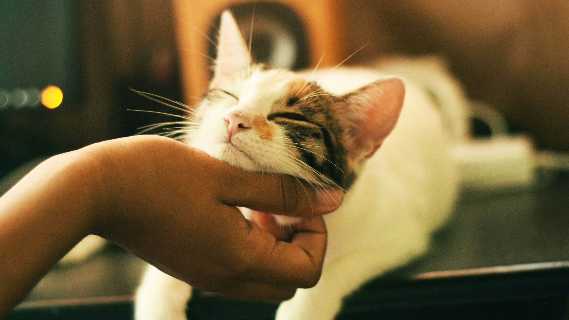 shallow focus photography of white and brown cat