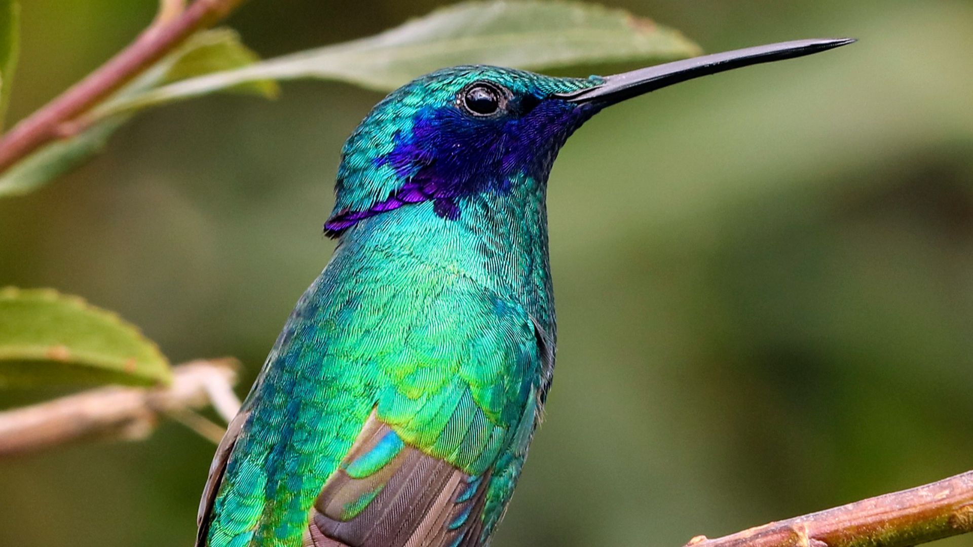 blue and green bird on top of brown branch during daytime
