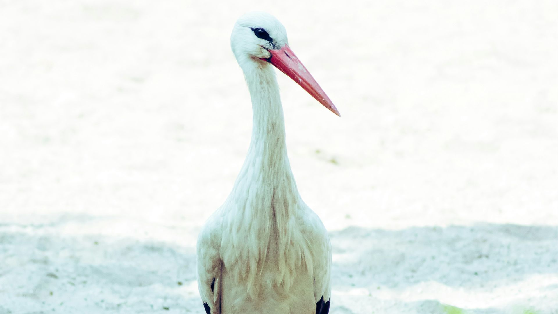 white and black bird on white sand