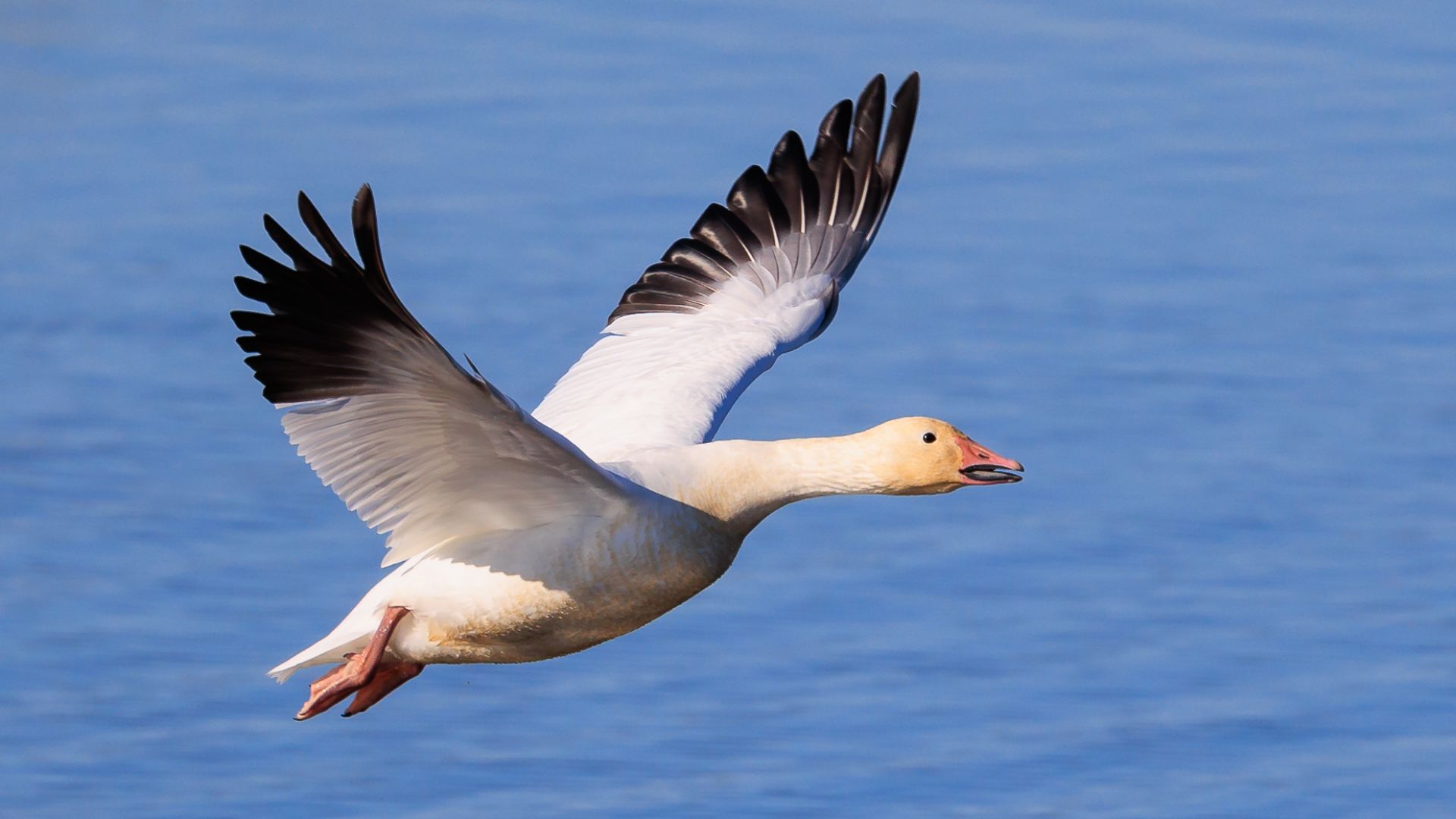 File:Snow goose taking off at Gray Lodge Wildlife Area-0058.jpg
