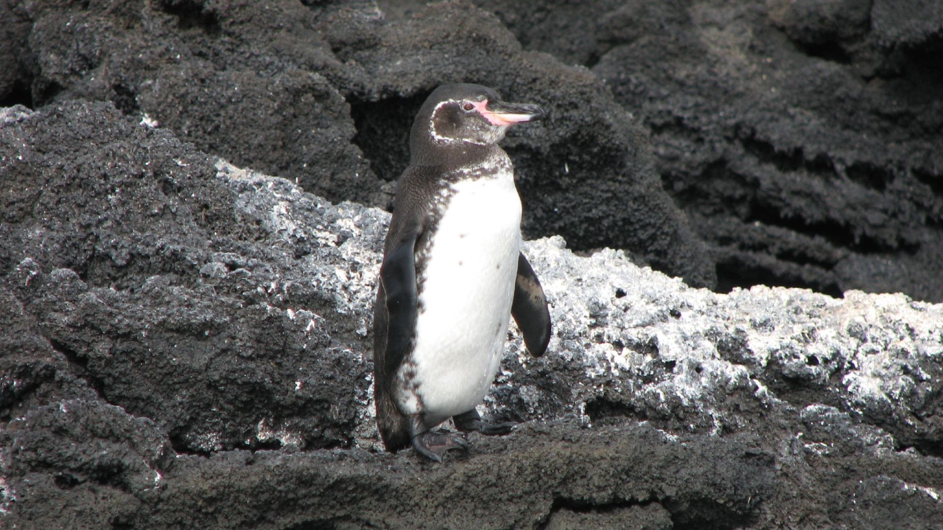 File:Galápagos Penguin (Spheniscus mendiculus) -standing on rock.jpg