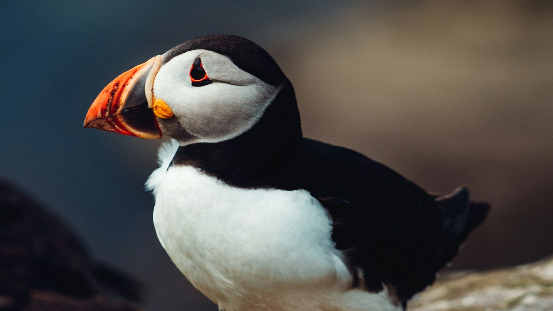 white and black bird on brown rock