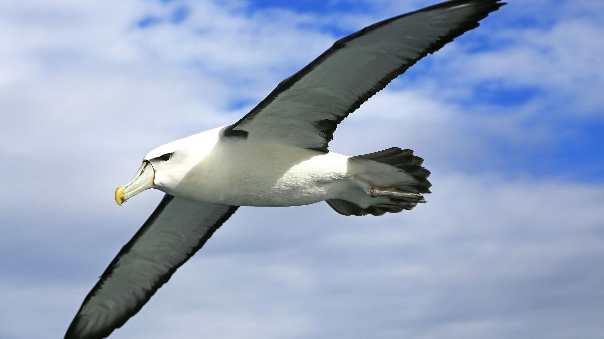 white and black bird flying under blue sky during daytime