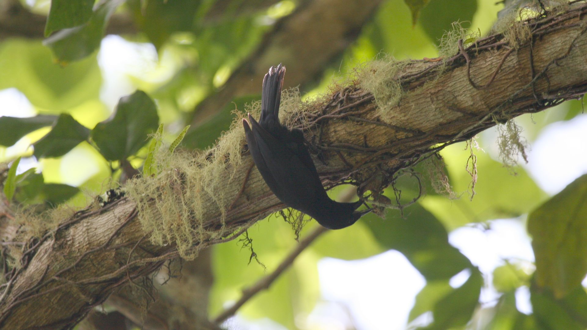 File:Jamaican Blackbird 2506114057.jpg