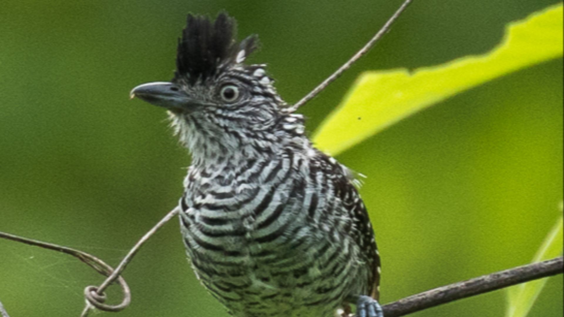 File:Barred Antshrike - Lake Bayano - Panama.jpg