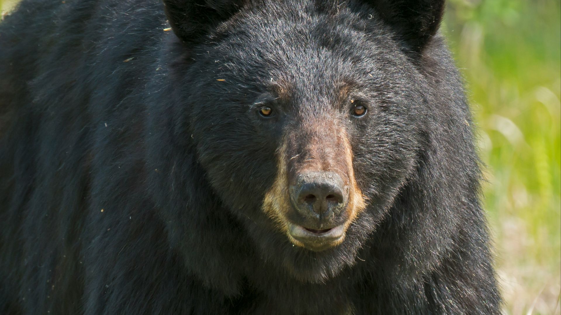 black grizzly bear in close-up photography