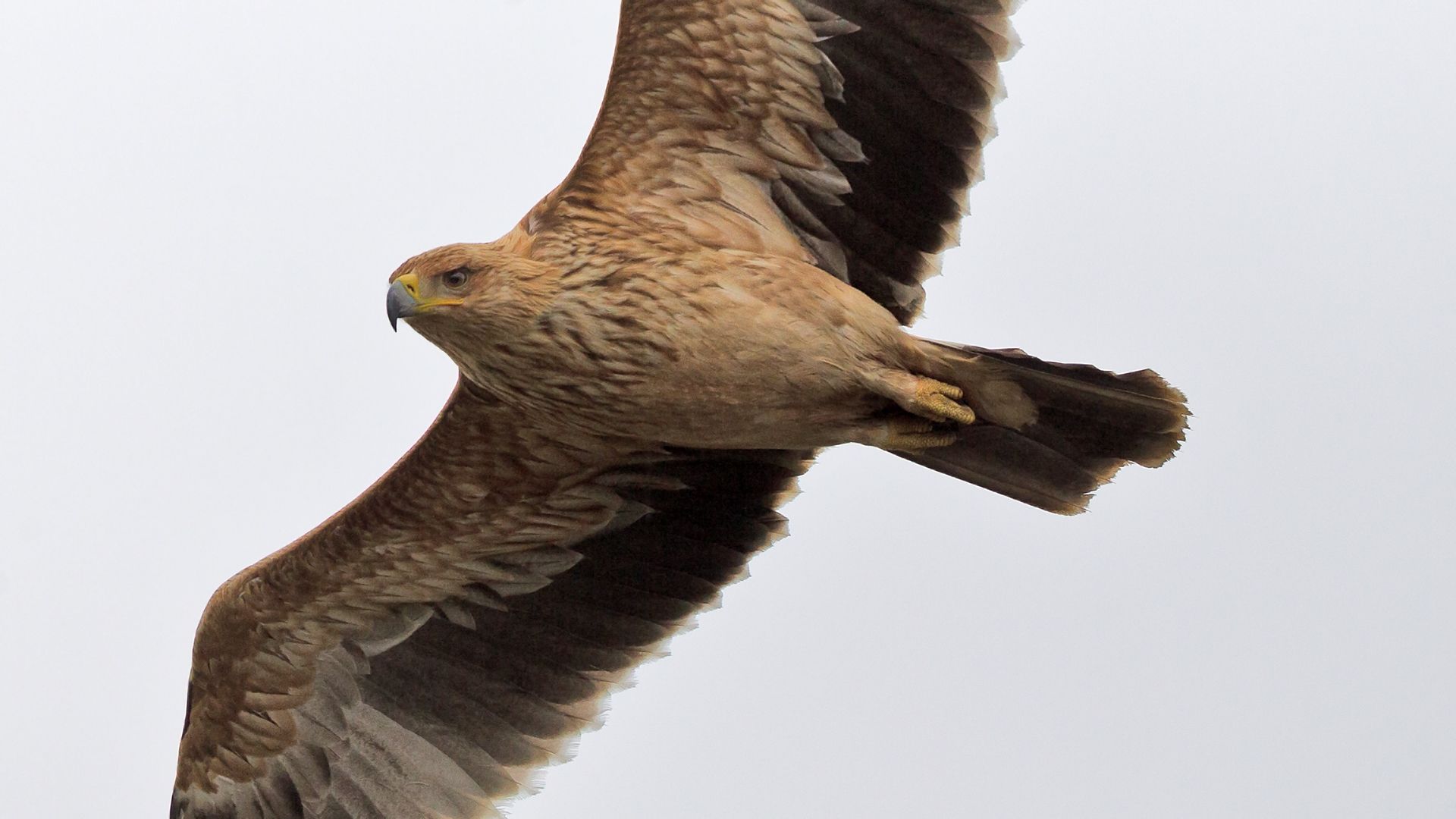 File:Aquila adalberti 2014-02-08 1.jpg