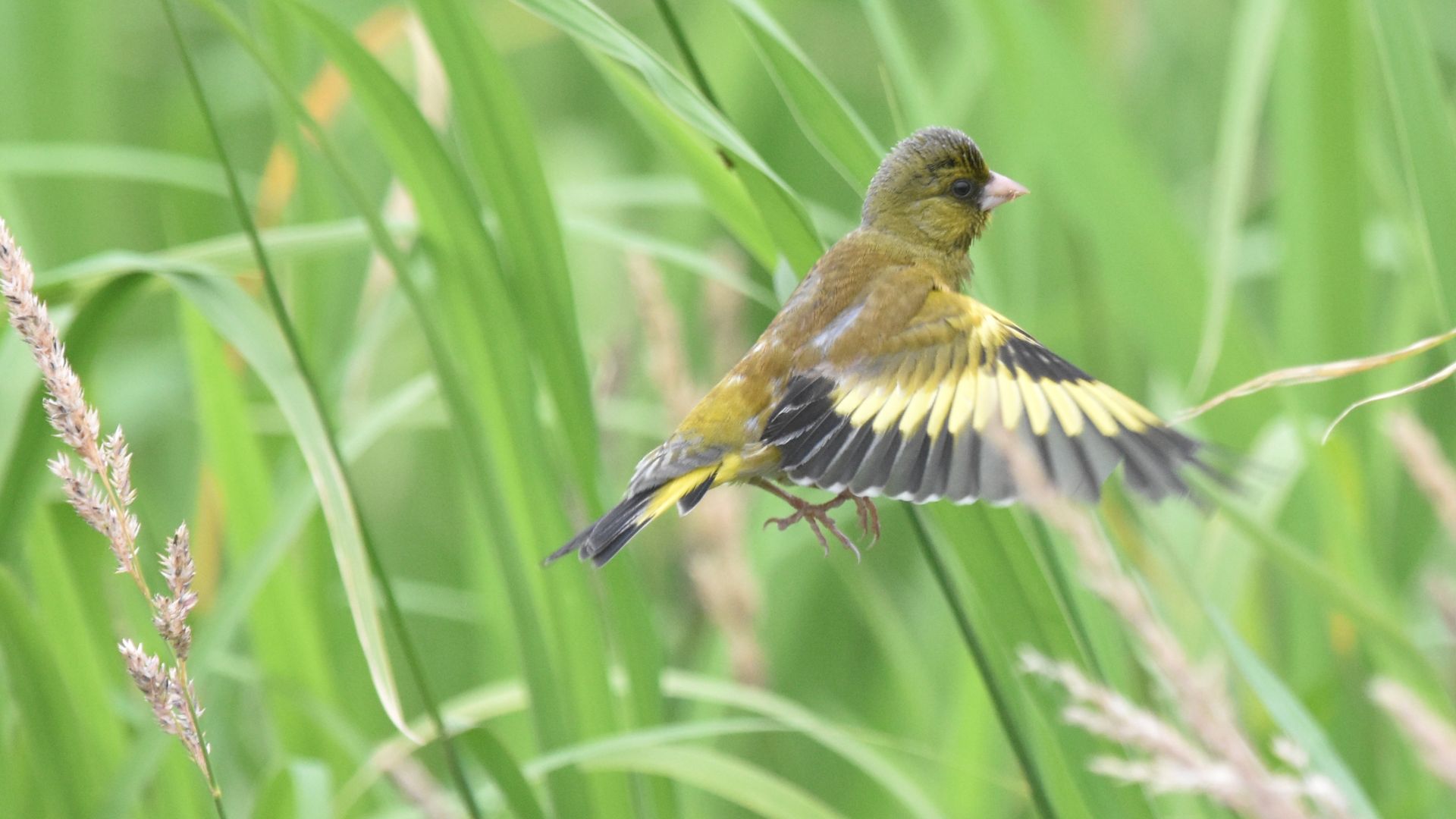 File:Oriental Greenfinch(Chloris sinica)カワラヒワ.jpg