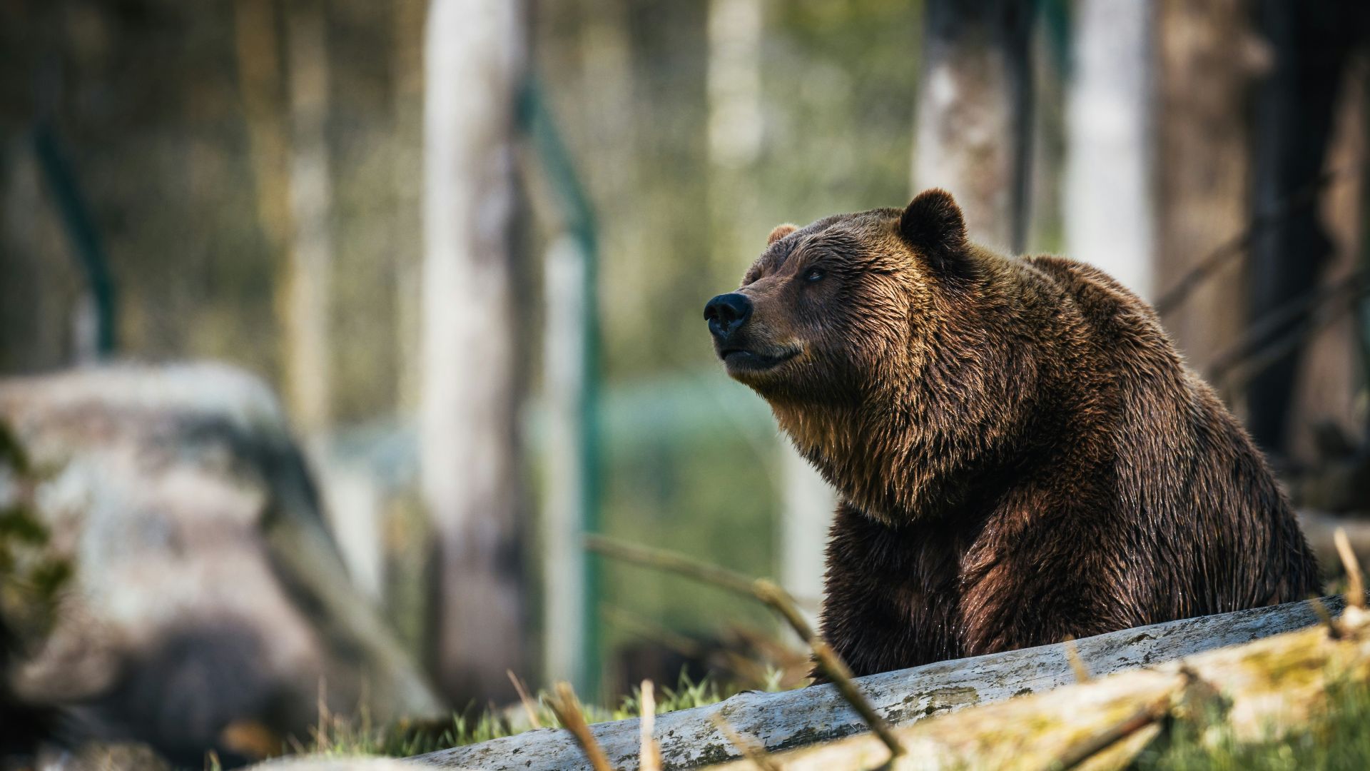 American brown bear