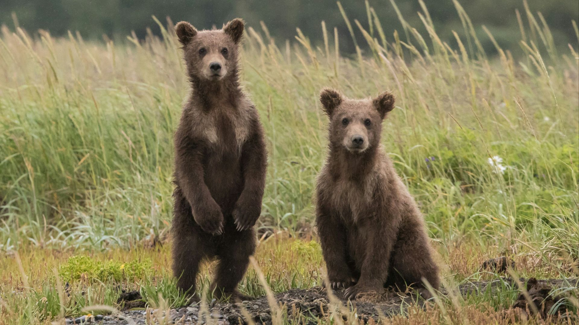 two gray bears in green lawn grasses