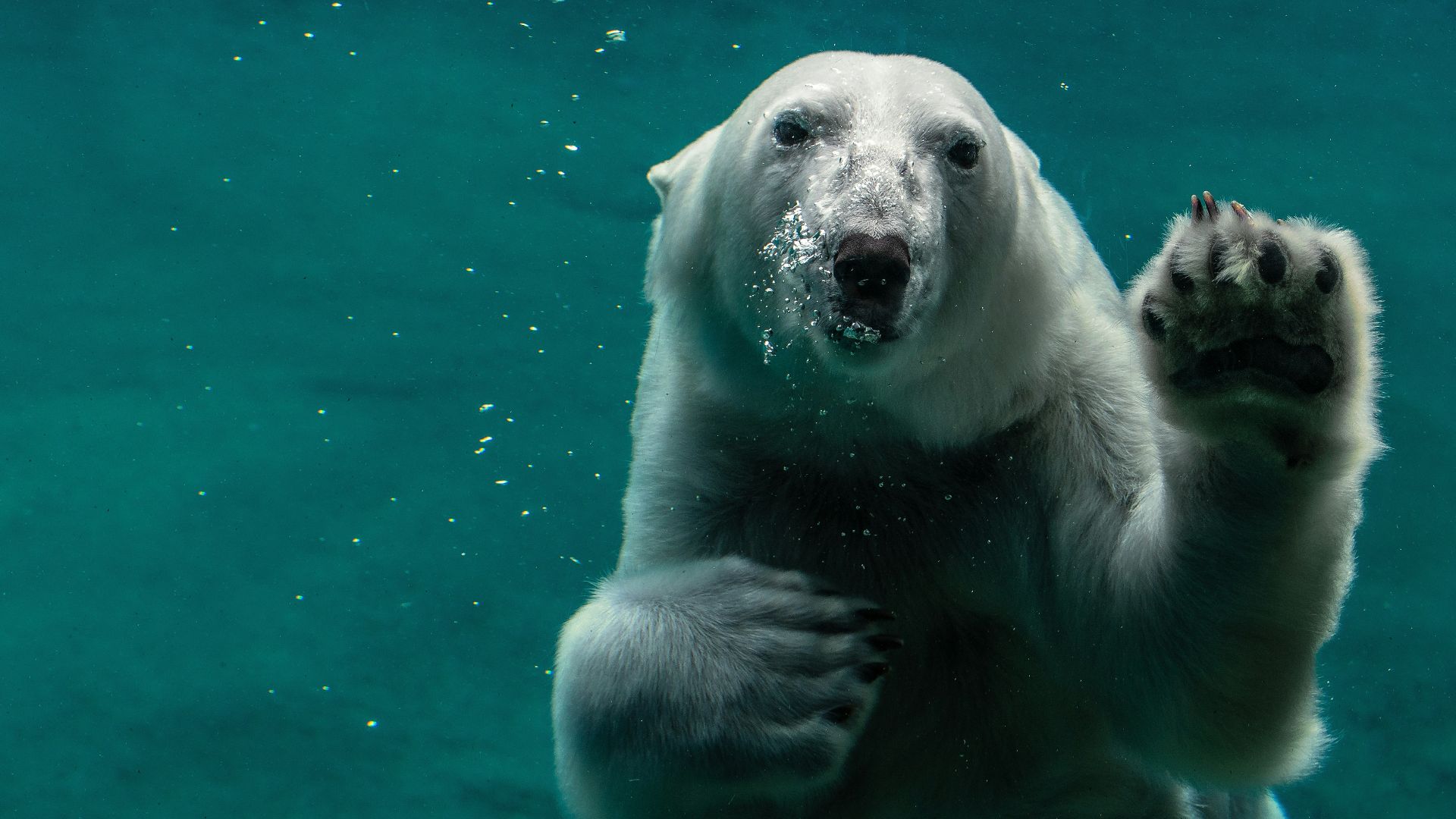 white polar bear swimming