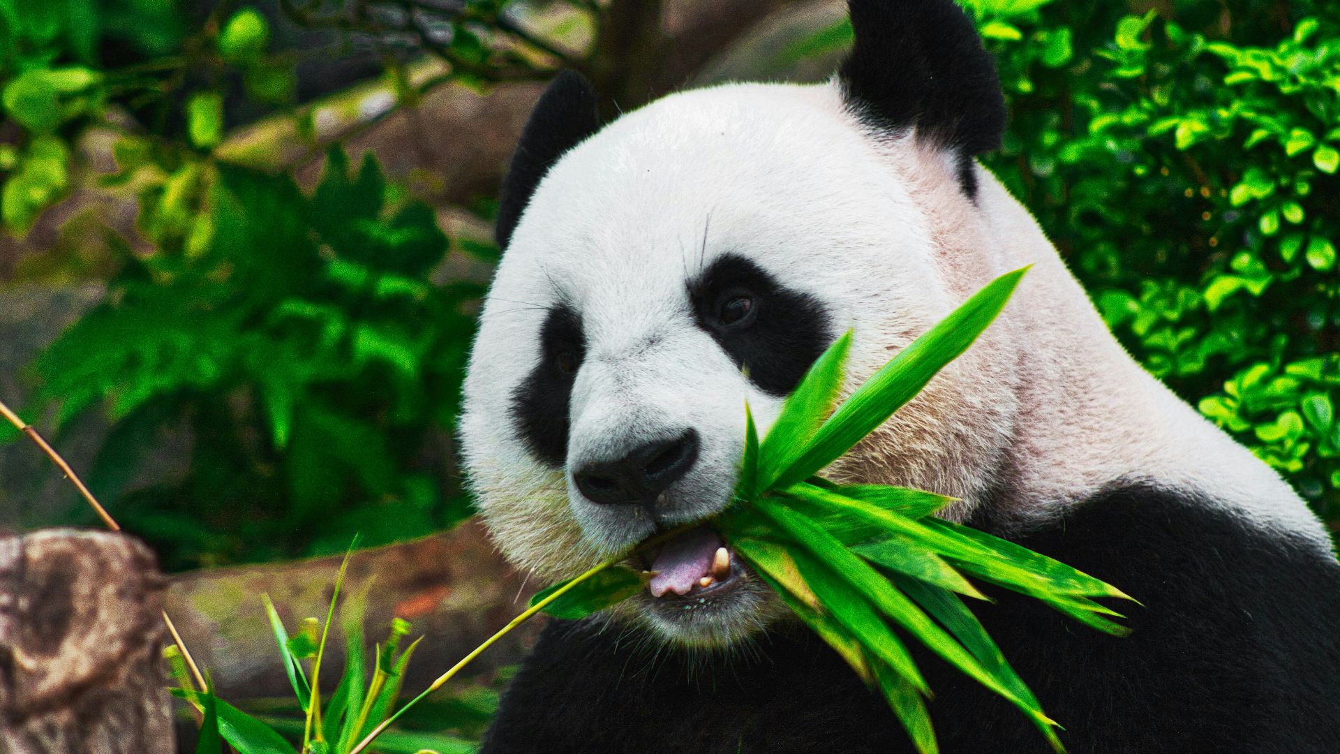 panda eating bamboo