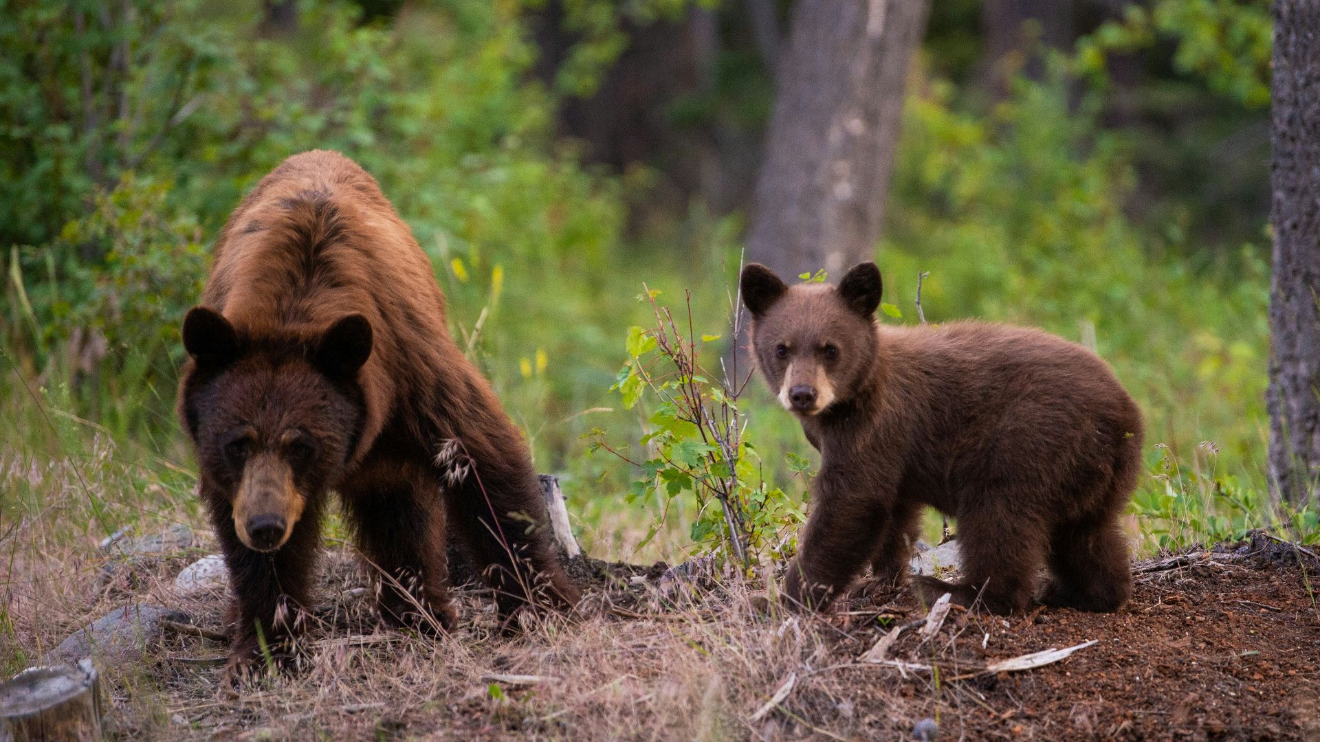 two sun bears on field