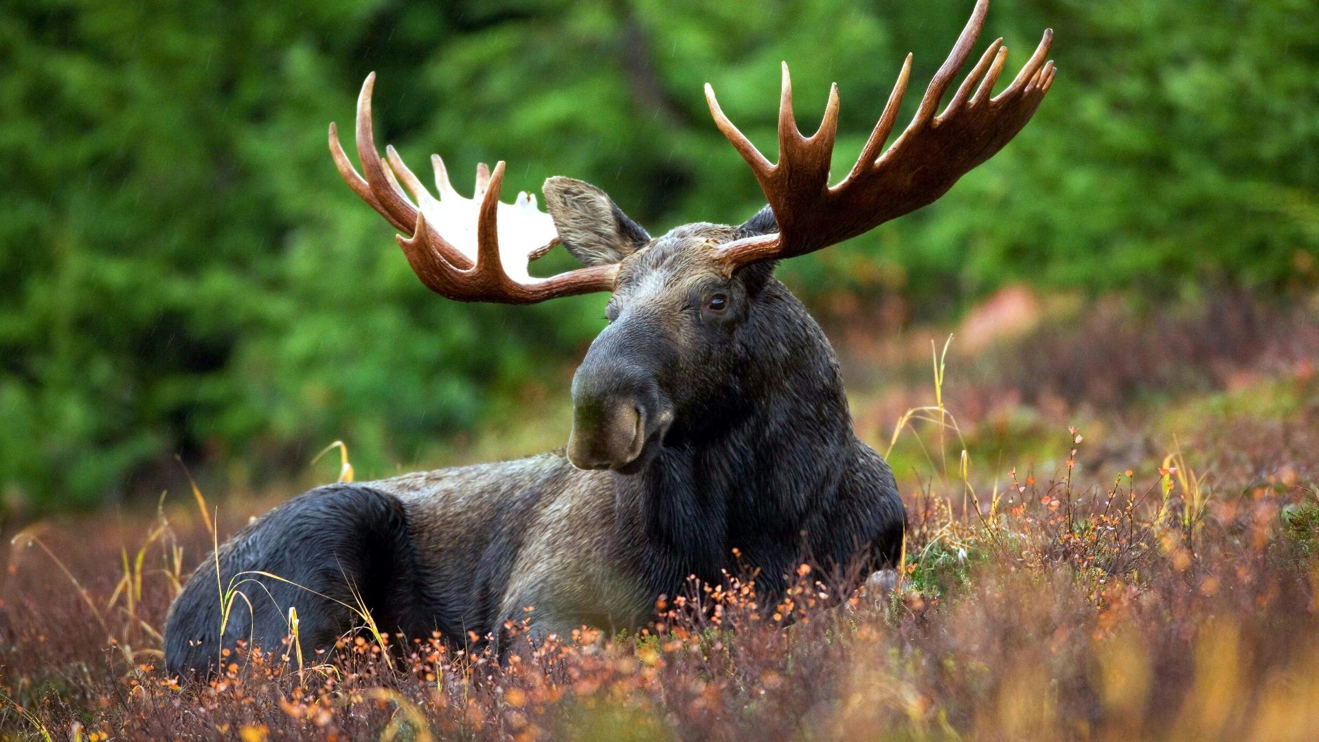 black moose lying on field during daytime