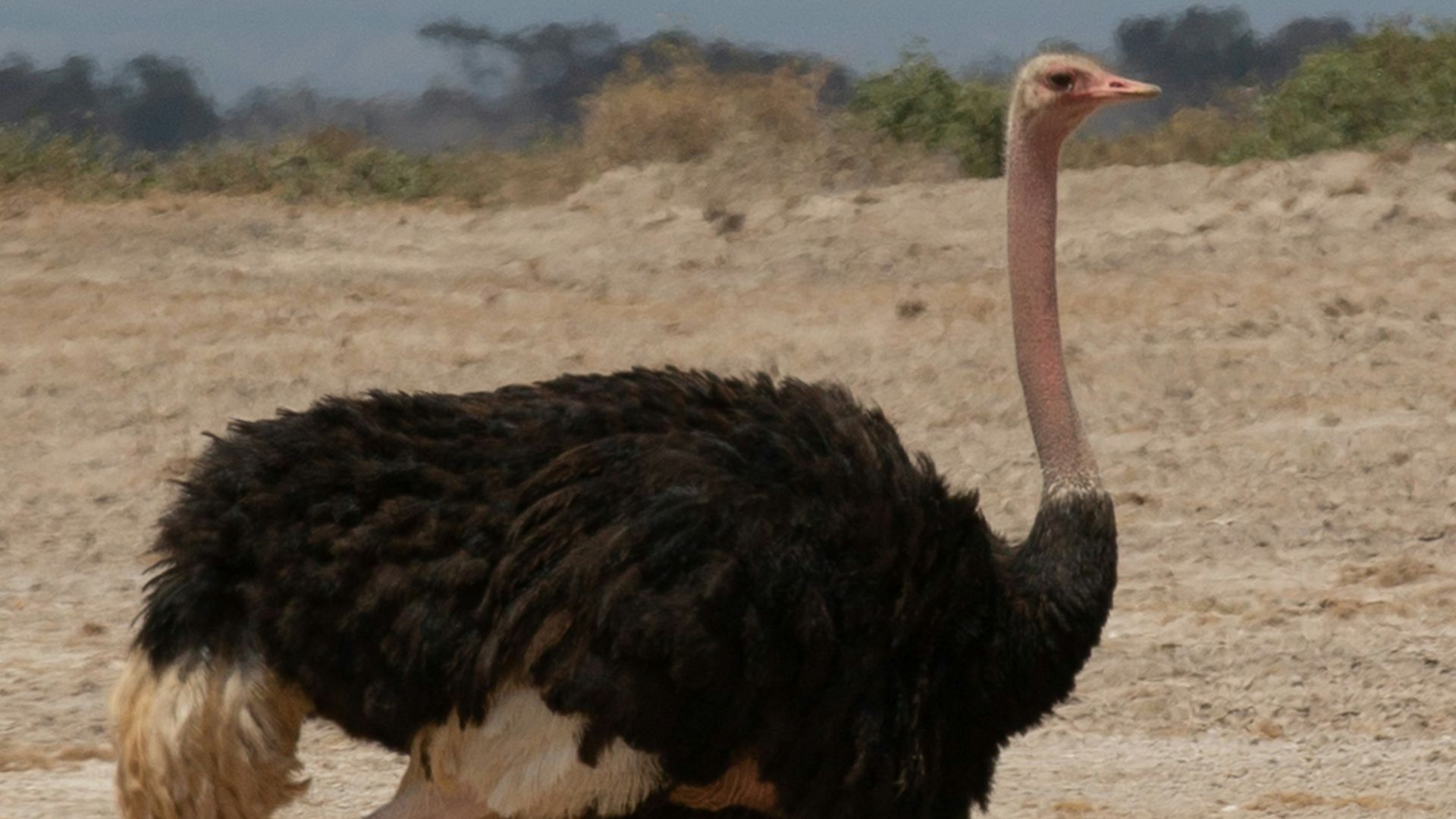 wildlife photography of black and brown ostrich