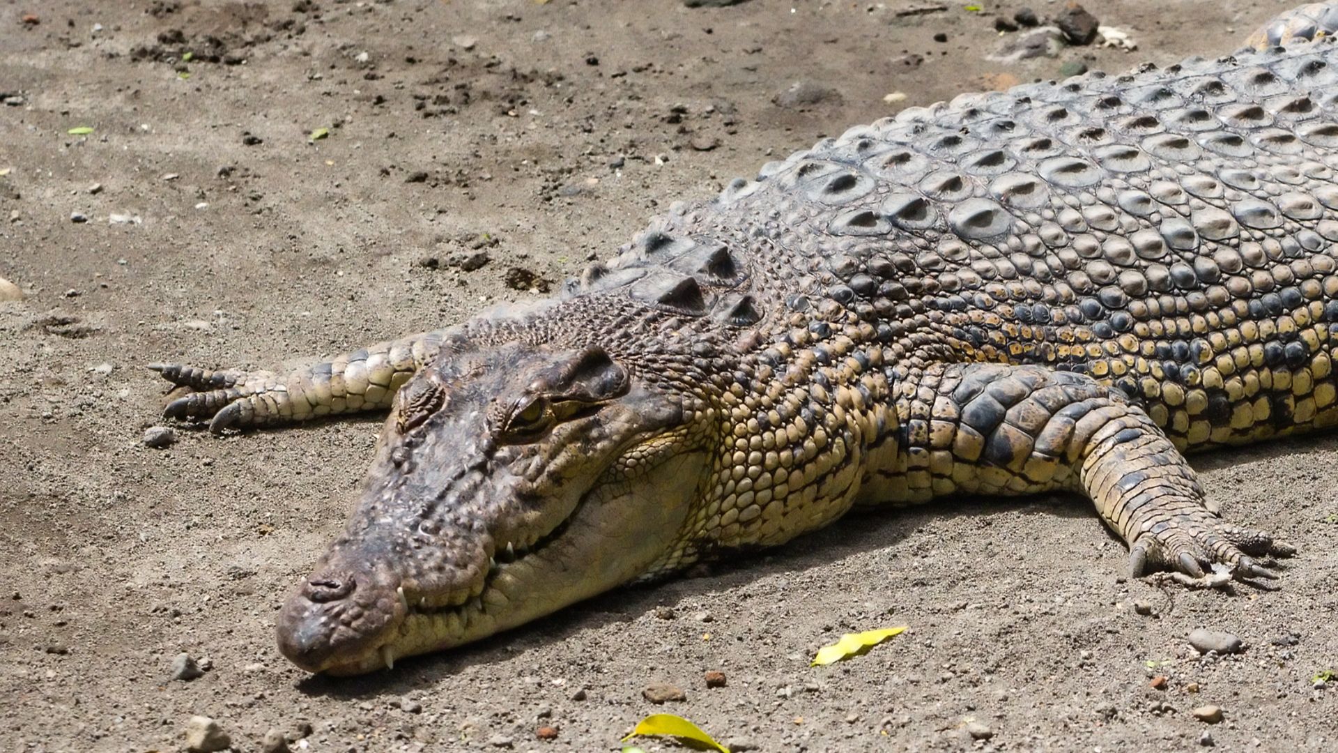 File:Saltwater crocodile (Crocodylus porosus), Gembira Loka Zoo, 2015-03-15 01.jpg